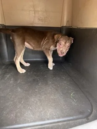 A baby small-sized female Mixed Breed dog named Sage for adoption in Barnesville, GA