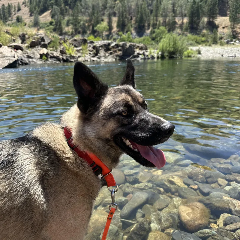 A young medium-sized male Sable German Shepherd Dog dog named Arlo for adoption in Hayward, CA