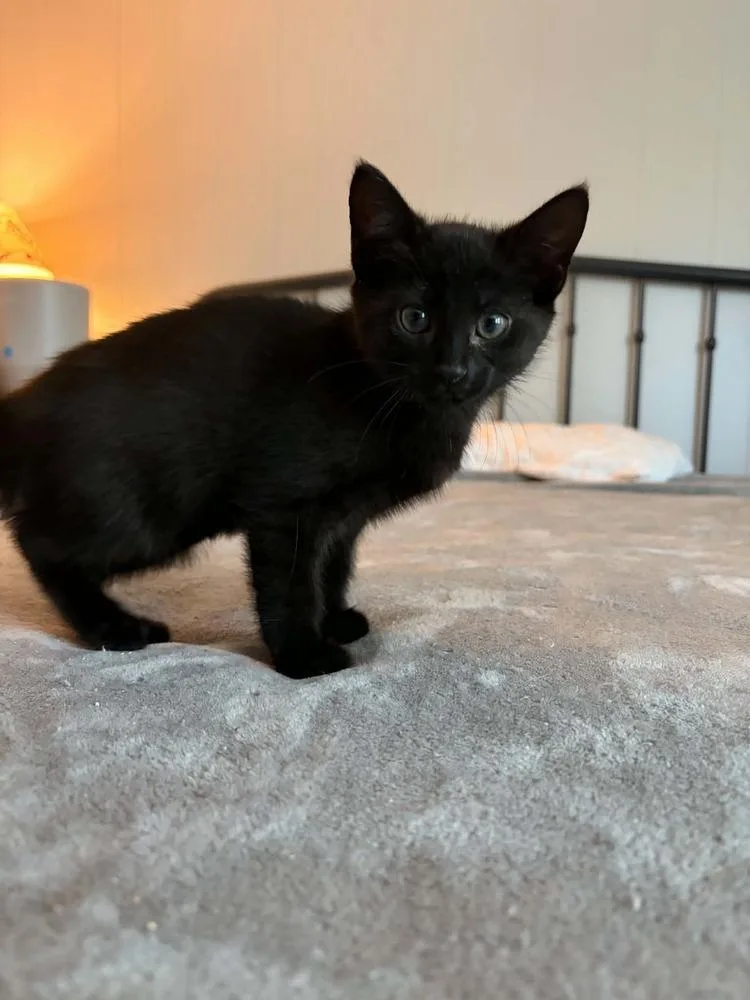 A baby small-sized female Black Domestic Short Hair cat named Iron Heart for adoption in Salisbury, NC