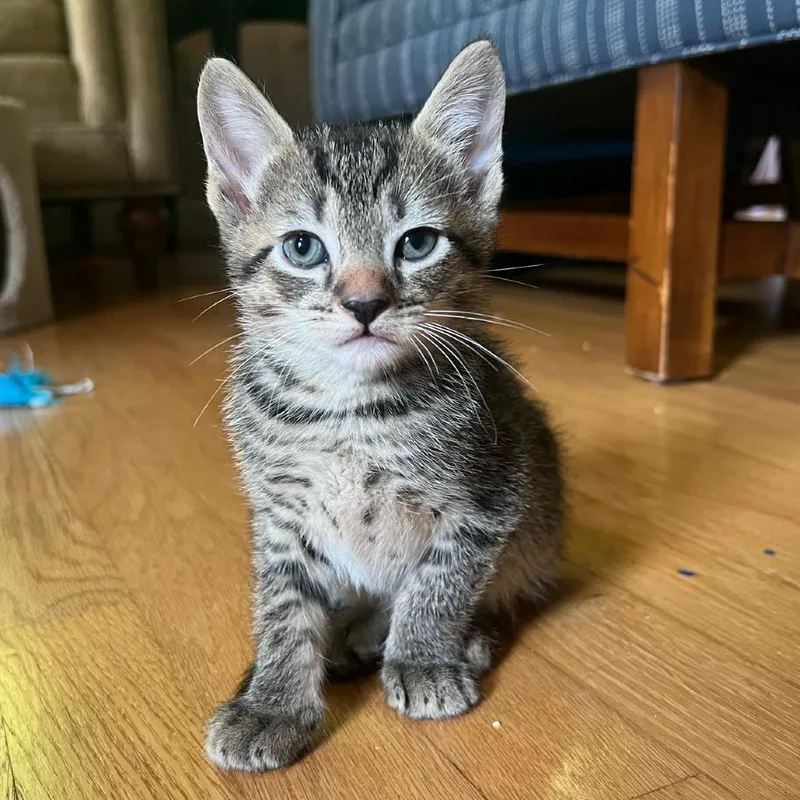A baby small-sized female Brown / Chocolate Domestic Short Hair cat named Cupid Shuffle for adoption in Oakton, VA