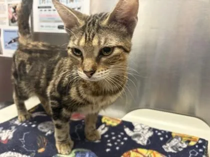 An adult small-sized female Domestic Short Hair cat named Jasmine for adoption in Woodbury, MN