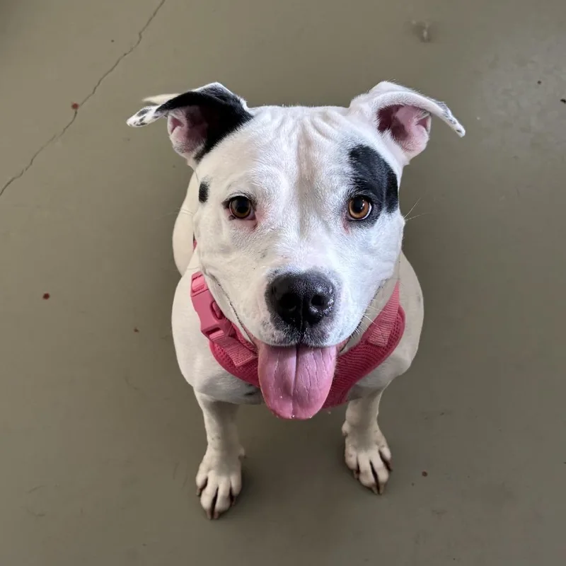 An adult small-sized female White / Cream Pit Bull Terrier dog named Daisey for adoption in Falmouth, KY
