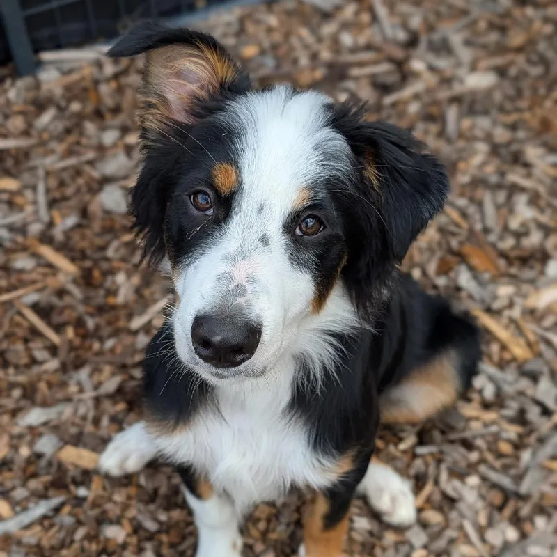 A baby large-sized male Black Australian Shepherd dog named Ziggy for adoption in Wappingers Falls, NY