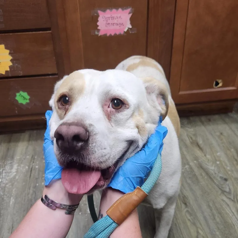 An adult medium-sized female Brown / Chocolate Mixed Breed dog named Lila for adoption in Summerville, SC