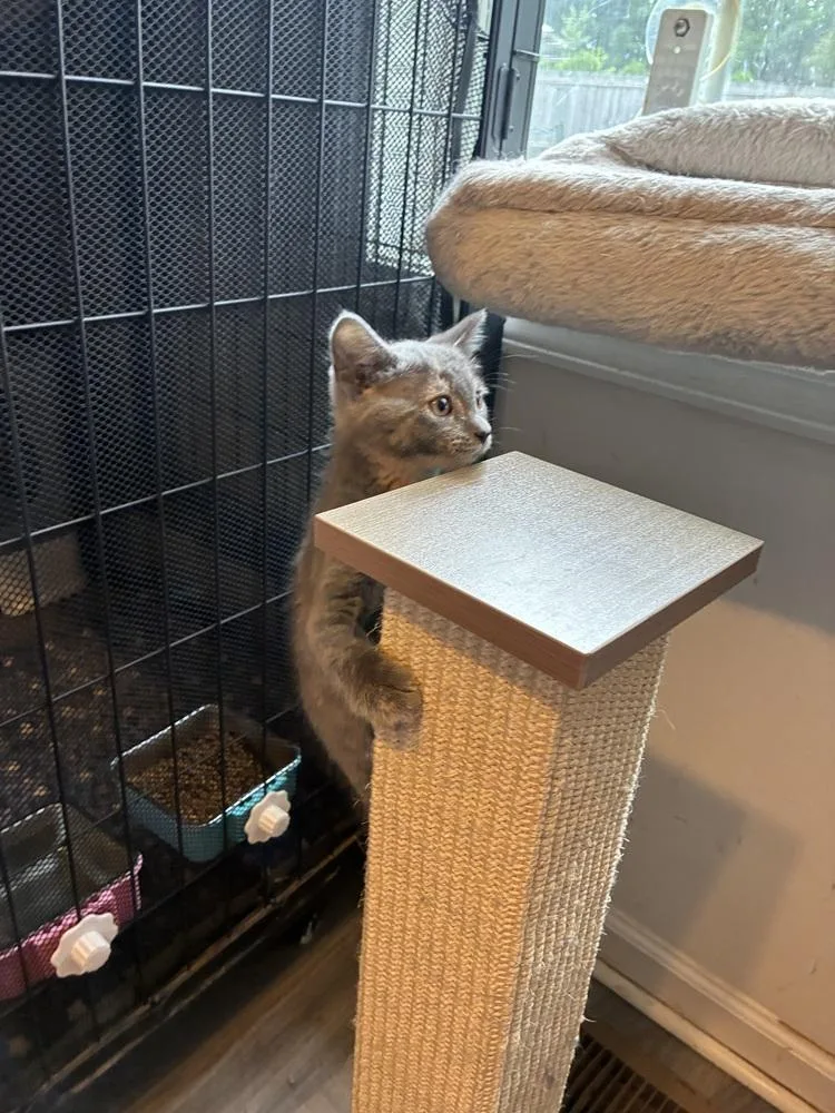 A baby small-sized female Domestic Short Hair cat named Popsicle for adoption in Greensboro, NC