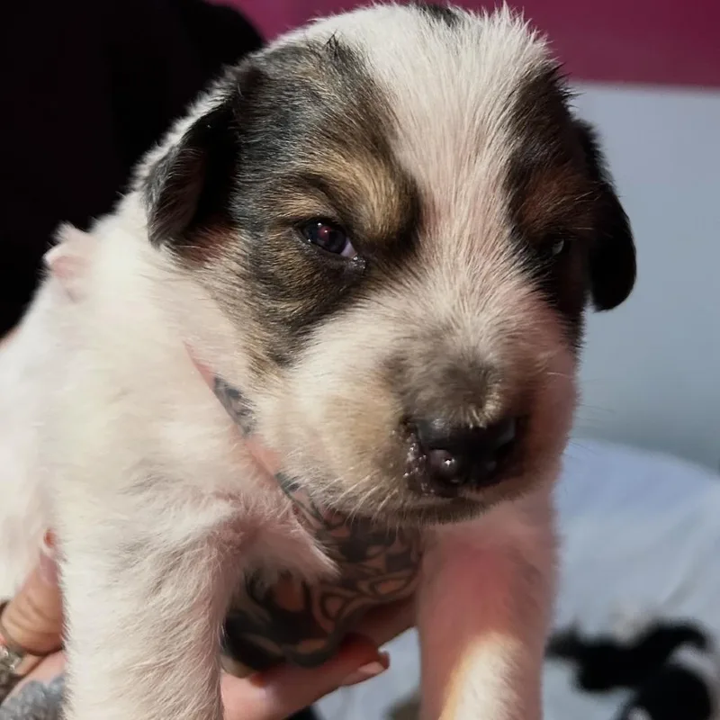 A baby medium-sized male Border Collie dog named Cedar for adoption in Point Richmond, CA