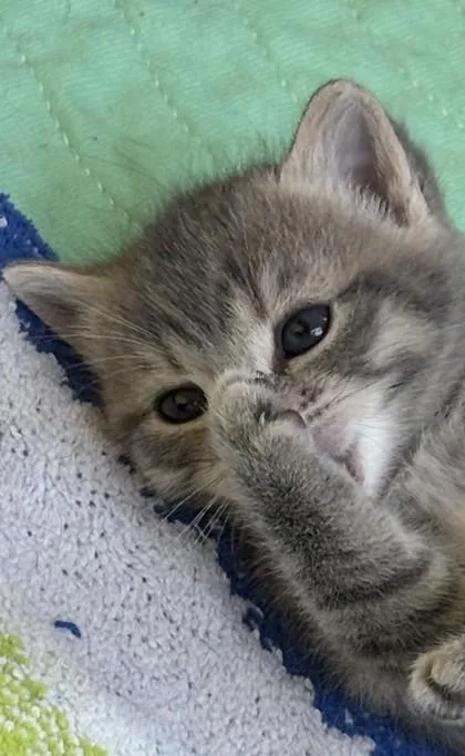 A baby small-sized male Domestic Short Hair cat named Ember for adoption in Fairfax, VA