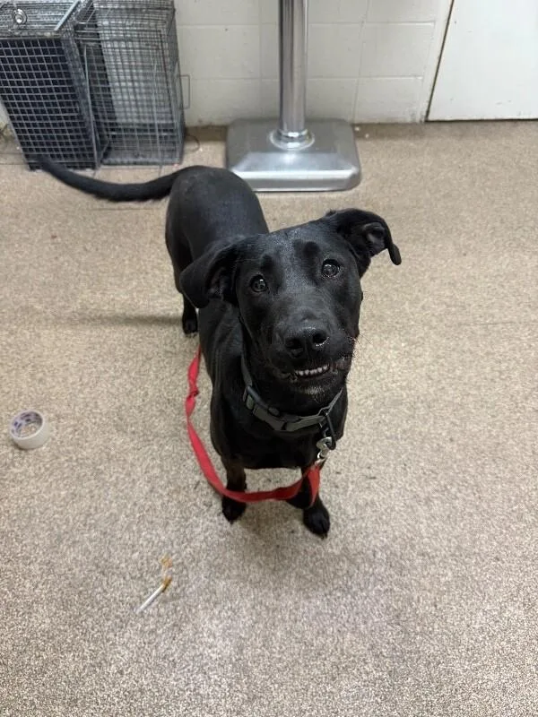 An adult medium-sized female Black Black Labrador Retriever dog named Wren for adoption in Fruit Heights, UT