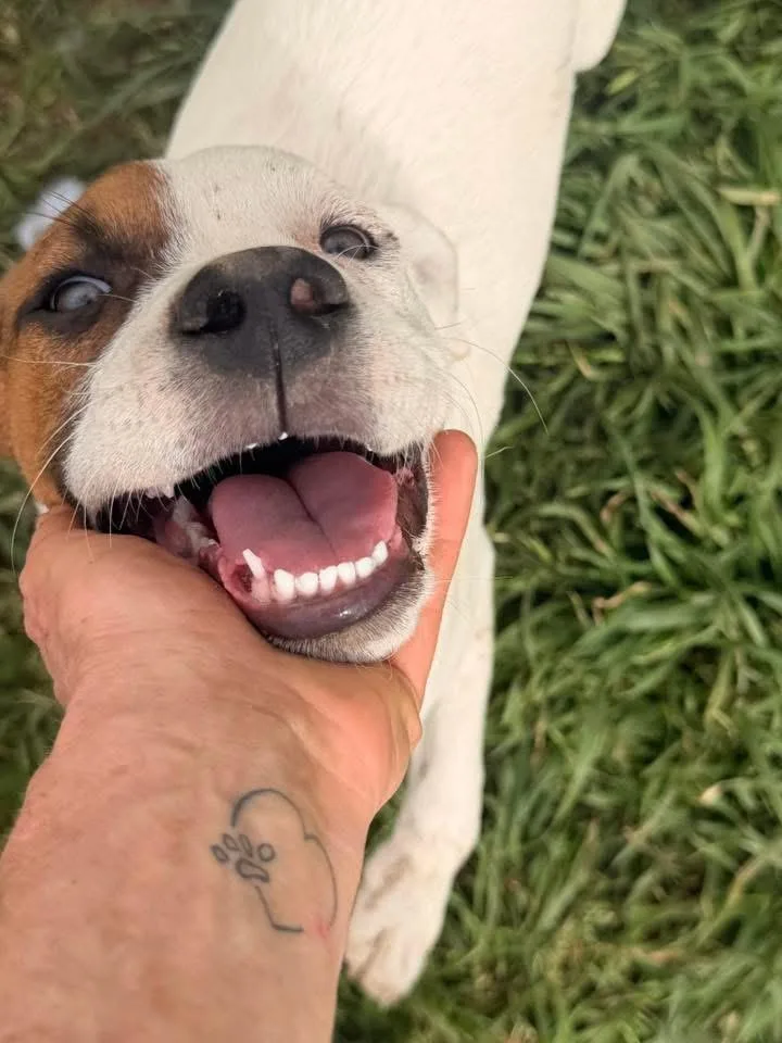 A young medium-sized male White / Cream Jack Russell Terrier dog named Nando for adoption in Calera, AL