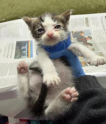 A baby small-sized male Domestic Short Hair cat named Noodle for adoption in Riverside, CA