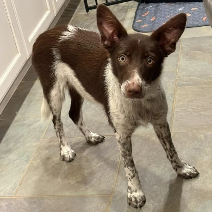 A young small-sized male White / Cream Border Collie dog named Sheriff for adoption in Rockville, MD