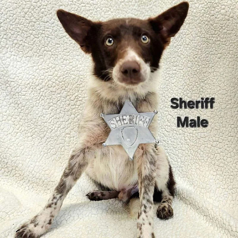 Sheriff thumbnail 4