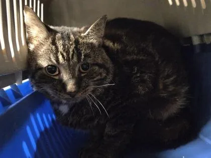 A young medium-sized male Domestic Short Hair cat named Magnetite for adoption in Westland, MI