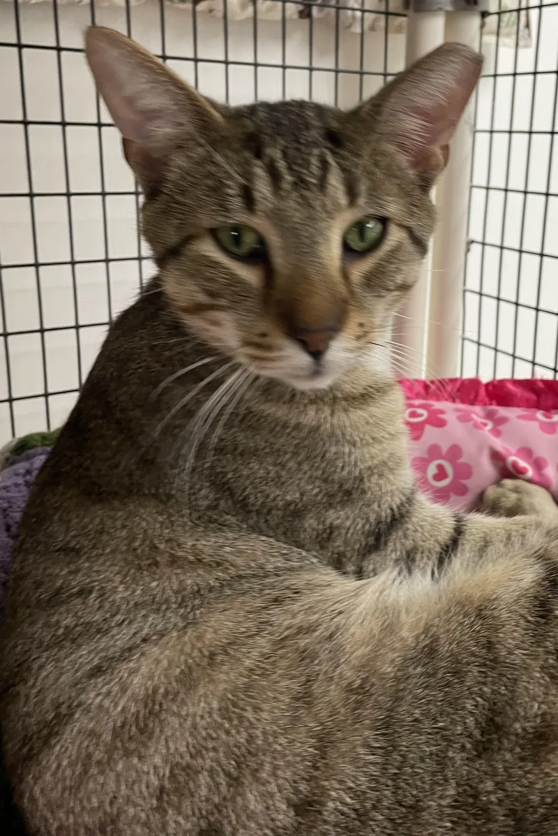 A young medium-sized male Tabby (Brown / Chocolate) Domestic Short Hair cat named Gabe for adoption in Colonia, NJ