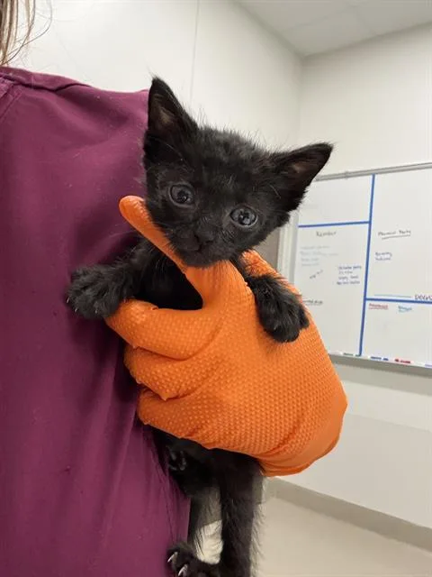 A baby small-sized male Domestic Short Hair cat named Yuno for adoption in Baytown, TX