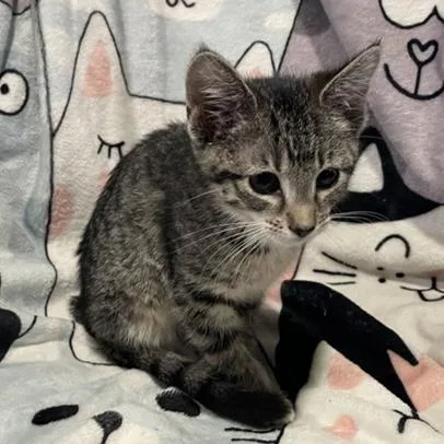 A baby small-sized female Tabby (Buff / Tan / Fawn) Domestic Short Hair cat named Vorazun for adoption in Bentonville, AR