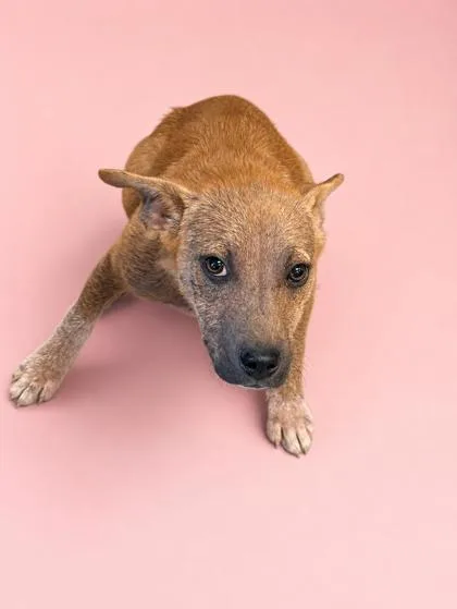 A young small-sized female Shepherd dog named Penelope for adoption in Bowling Green, KY