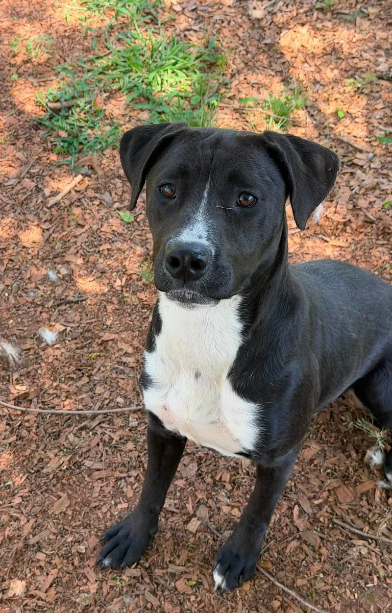 A young medium-sized female Tricolor (Brown, Black, & White) Pit Bull Terrier dog named Pancake for adoption in Powder Springs, GA