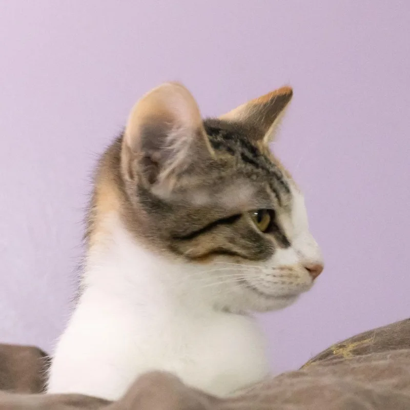A baby small-sized female Calico Domestic Short Hair cat named Fontina for adoption in McKean, PA