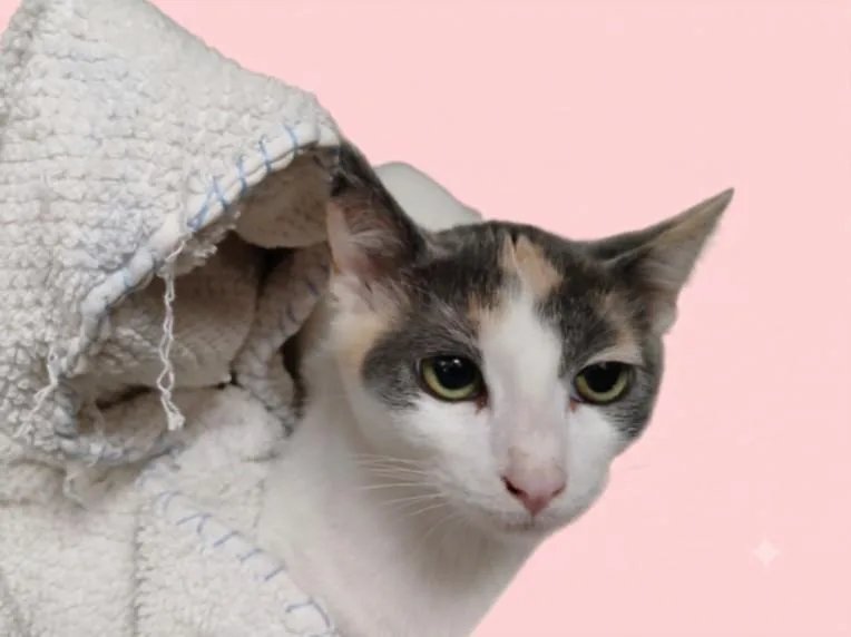 A baby small-sized female Domestic Short Hair cat named Junney for adoption in Los Angeles, CA