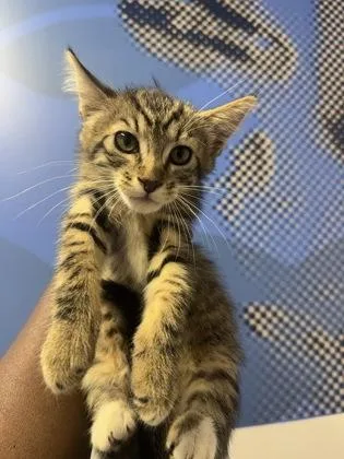 Gryffindor The Cat