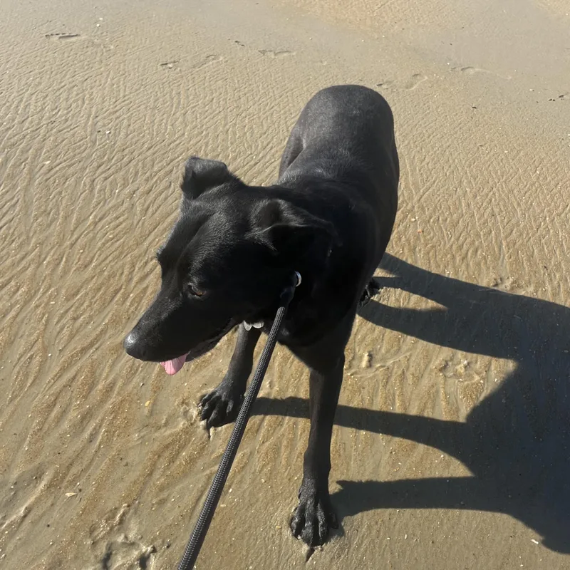 Starfire thumbnail 2