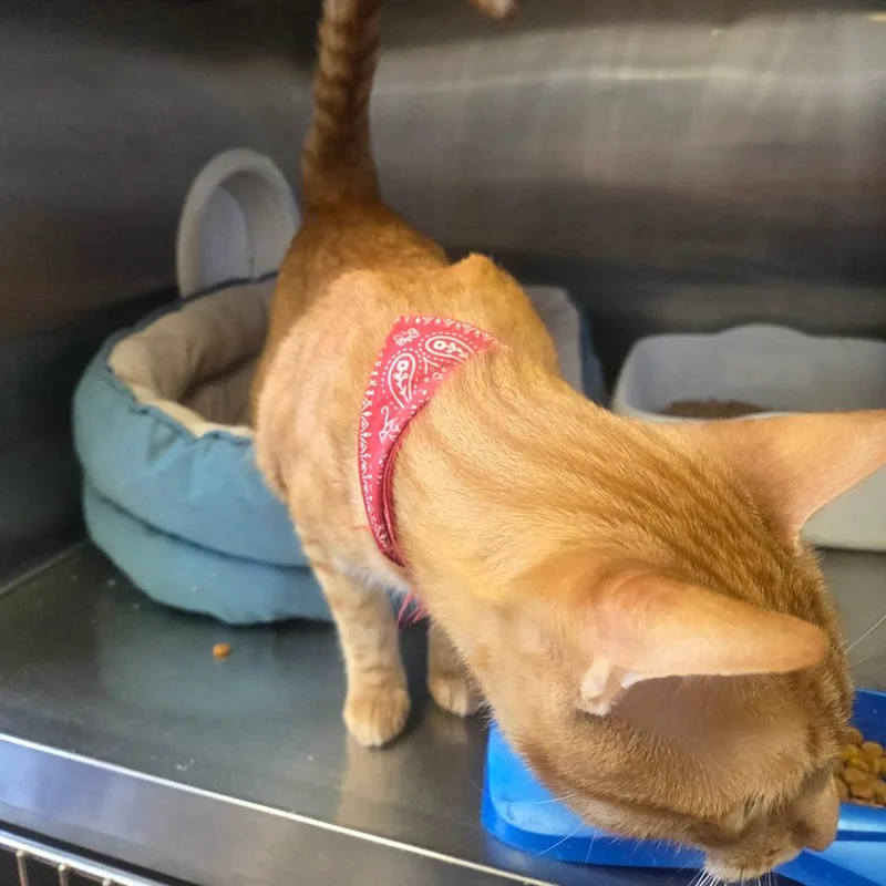 An adult large-sized male Orange / Red Domestic Short Hair cat named Benji for adoption in Spokane, WA