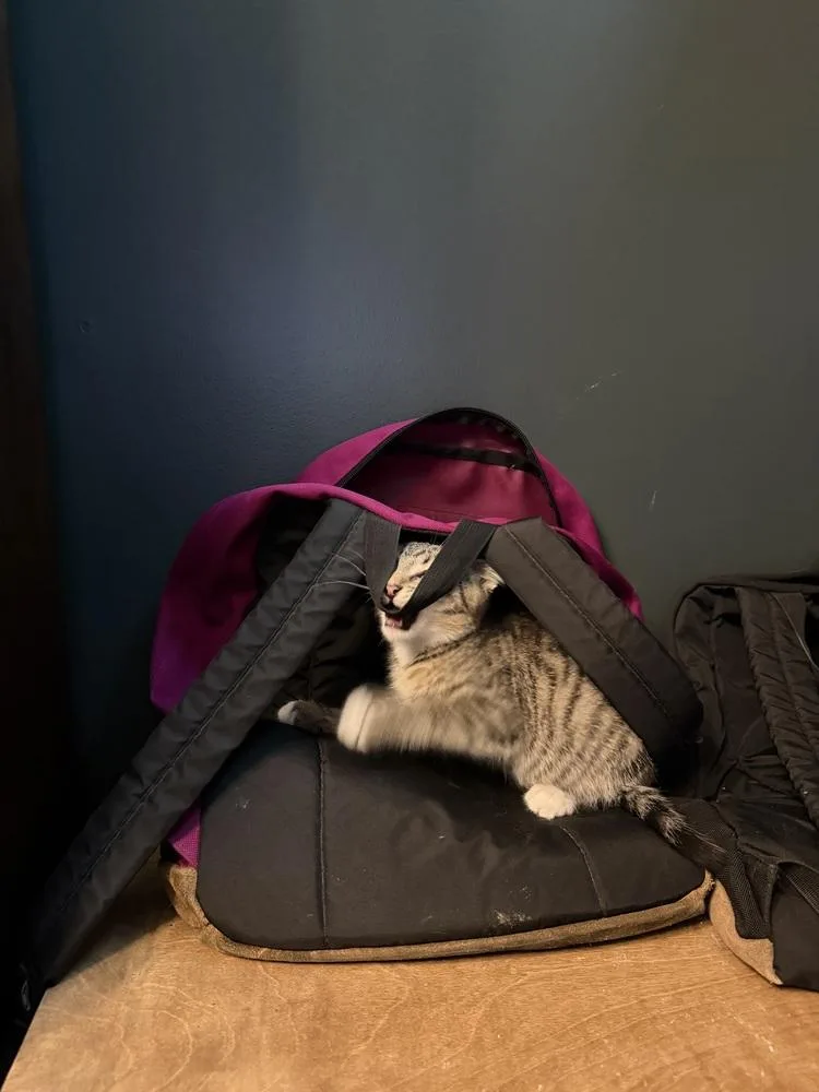 A baby small-sized male Domestic Short Hair cat named Valley for adoption in Chicago, IL