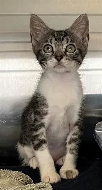 A baby small-sized female Domestic Short Hair cat named Sienna for adoption in Houston, TX