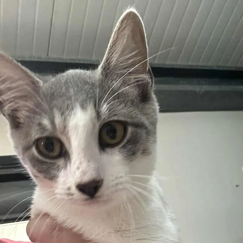 Costello thumbnail 2