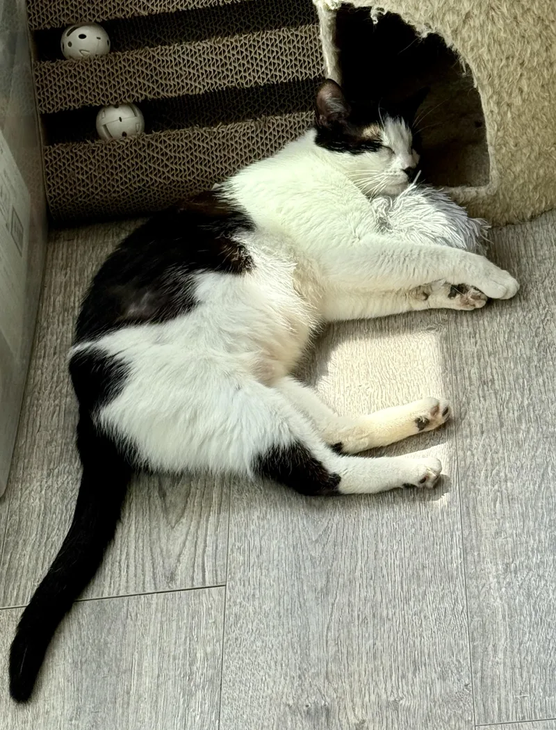 A young medium-sized female Black & White / Tuxedo Domestic Short Hair cat named Luna for adoption in Johnson City, TN