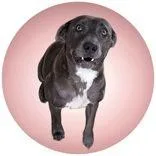 An adult large-sized female Gray / Blue / Silver Pit Bull Terrier dog named Rava for adoption in Portsmouth, OH