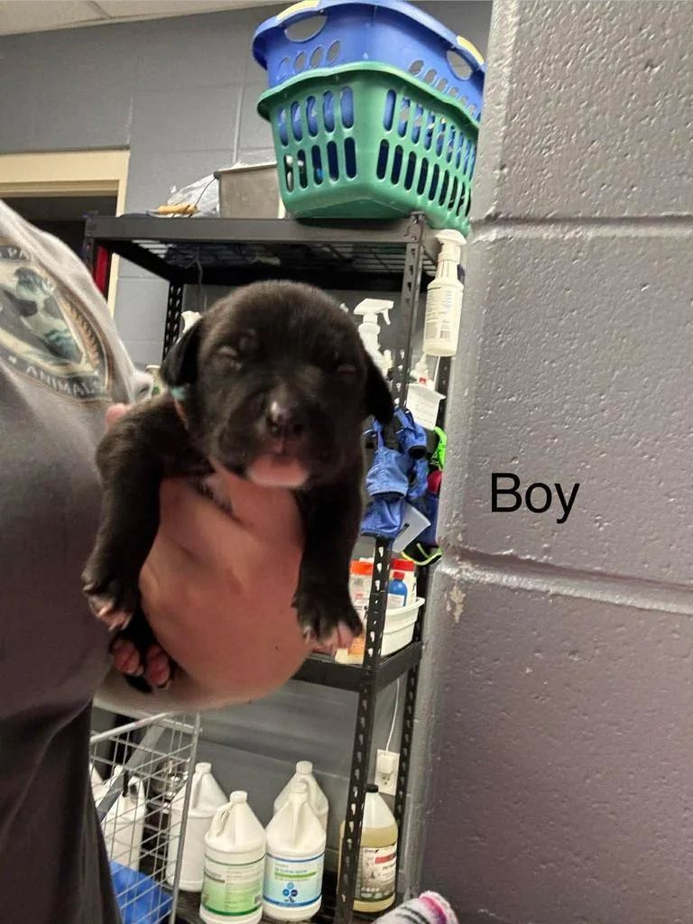A baby small-sized male Affenpinscher dog named Hershey for adoption in Livingston, LA