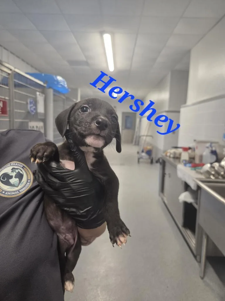 Hershey thumbnail 2