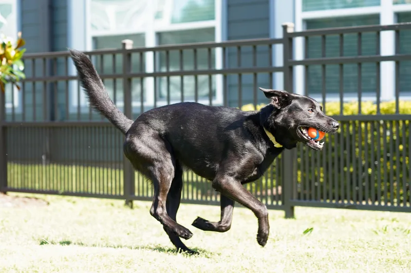 An adult large-sized male Black Shepherd dog named Exodus for adoption in Houston, TX
