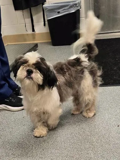 An adult small-sized male Shih Tzu dog named Harry for adoption in Daphne, AL