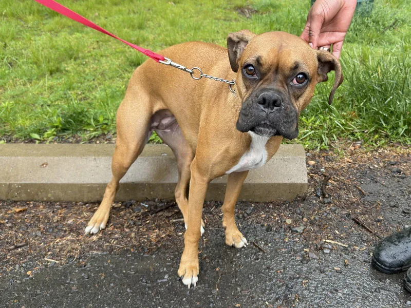 A young medium-sized female Boxer dog named Millie for adoption in Monticello, NY