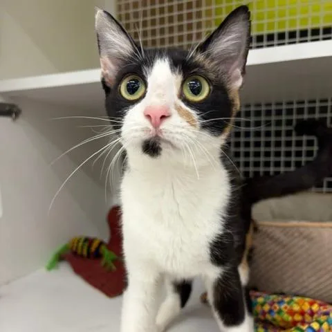 A young small-sized female Calico Domestic Short Hair cat named Clarice for adoption in Waxhaw, NC