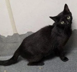 A young medium-sized female Black Domestic Short Hair cat named FC  Pepper for adoption in Glen Allen, VA