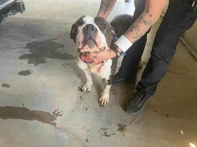 An adult large-sized female Pit Bull Terrier dog named Calypso for adoption in Dallas, TX