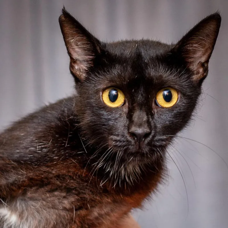 A young medium-sized female Black Domestic Short Hair cat named Donna for adoption in Hattiesburg, MS