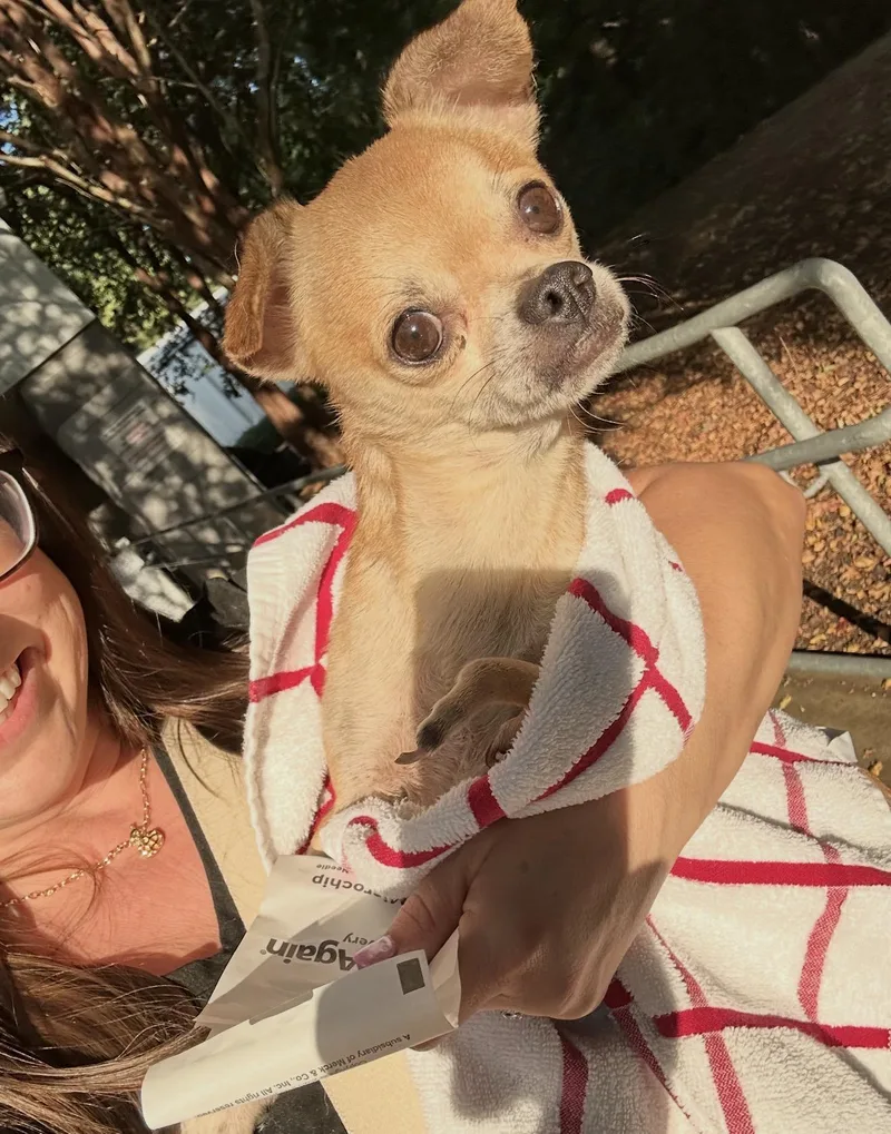 An adult small-sized male Chihuahua dog named TRex for adoption in Hillsborough, NC