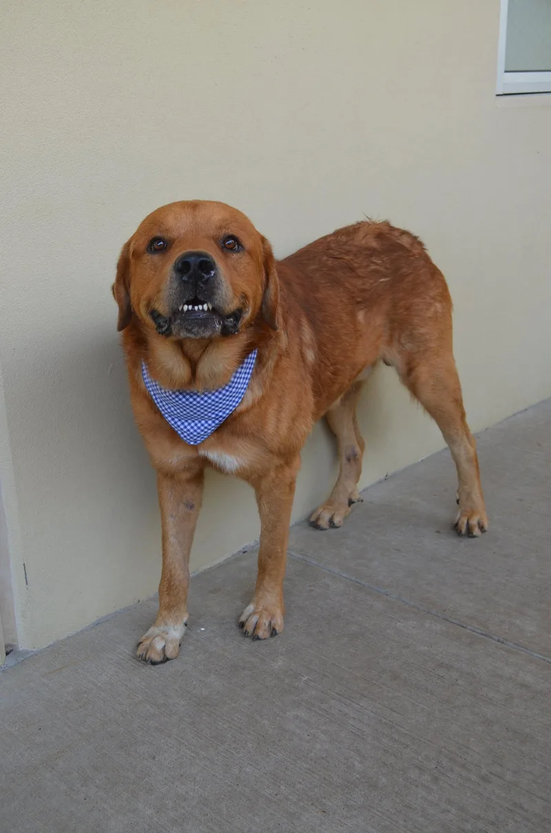 An adult extra large-sized male Saint Bernard dog named Tow Truck for adoption in McKinney, TX