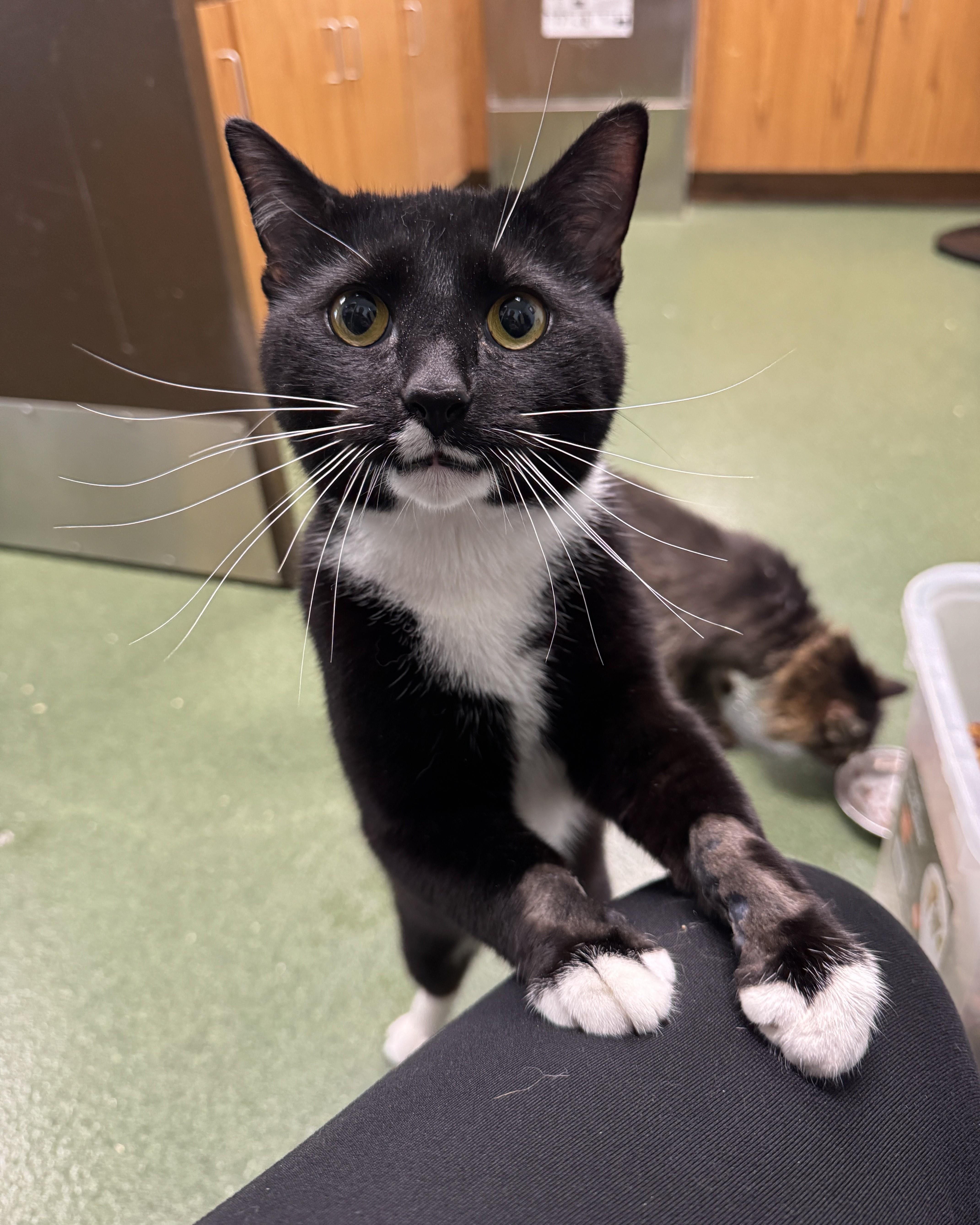 A young medium-sized male Black & White / Tuxedo Domestic Short Hair cat named Norris for adoption in Seneca, PA
