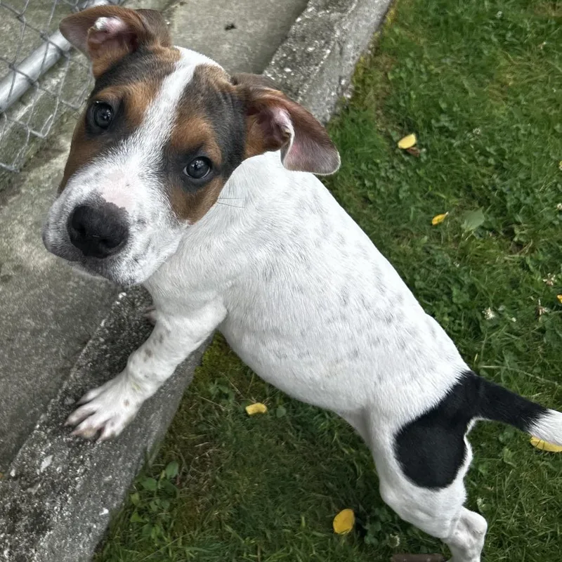 A baby small-sized female White / Cream Mixed Breed dog named Eotriceratops for adoption in Spruce Pine, NC