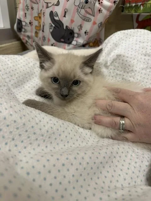 A baby small-sized female Siamese cat named Catalina for adoption in Parlier, CA