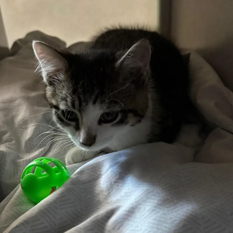 A baby small-sized male Gray / Blue / Silver Domestic Short Hair cat named Smitty for adoption in Quakertown, PA