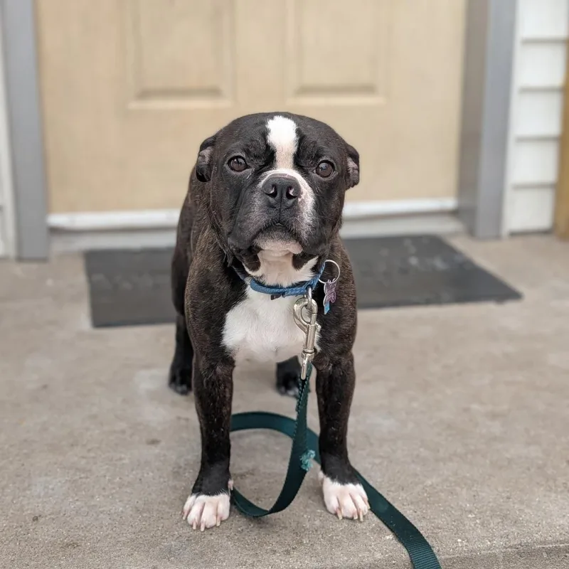 A young small-sized male Boston Terrier dog named Dexter for adoption in Fenton, MI