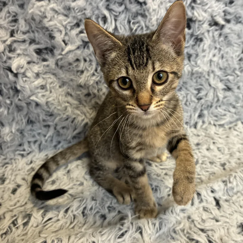 A baby medium-sized male Tabby (Brown / Chocolate) Domestic Short Hair cat named Jazz for adoption in Houston, TX