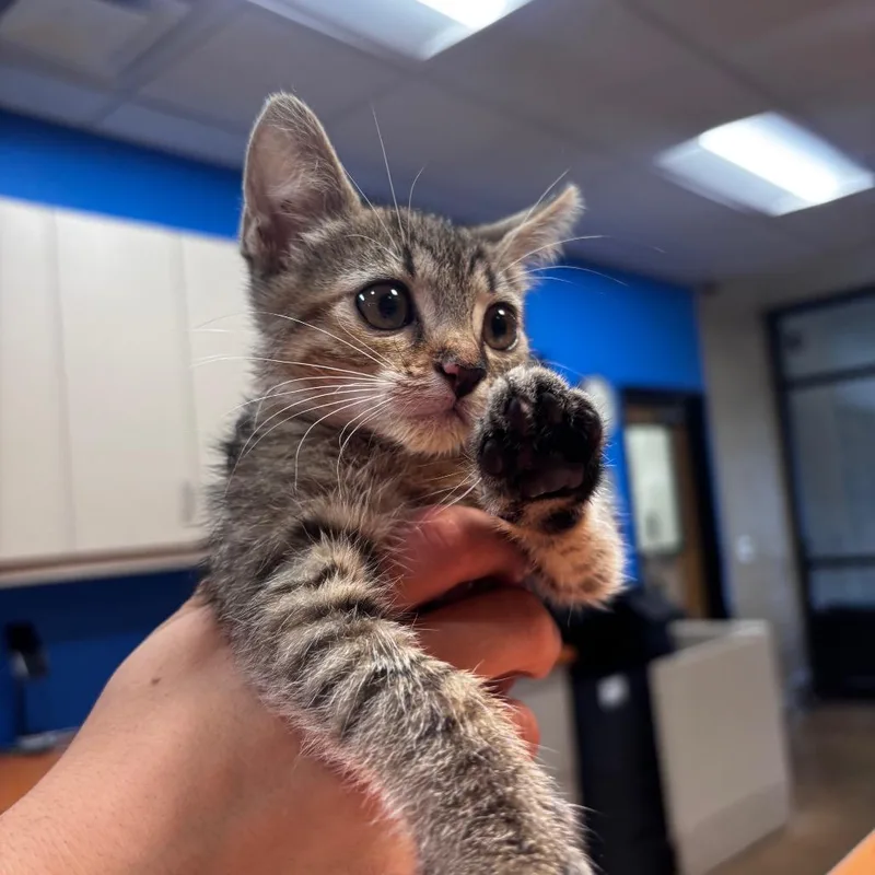 A baby small-sized female Brown / Chocolate Domestic Short Hair cat named Apple Cider for adoption in Riverside, CA